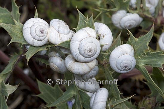 snails on thistle 30 graphic